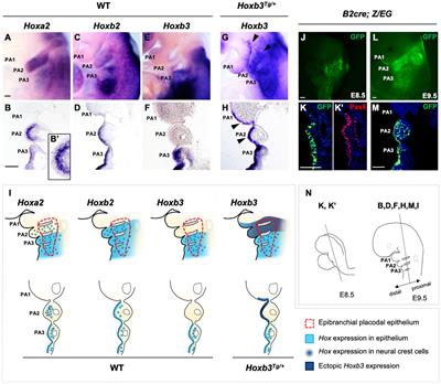 Hoxb3 Regulates Jag1 Expression in Pharyngeal Epithelium and Affects Interaction With Neural Crest Cells